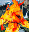 Fire Elemental (HotA)