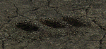 File:Unearthed Graves.png